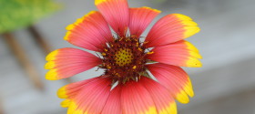 orange and yellow tips