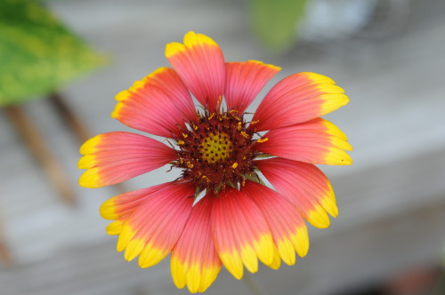 orange and yellow tips